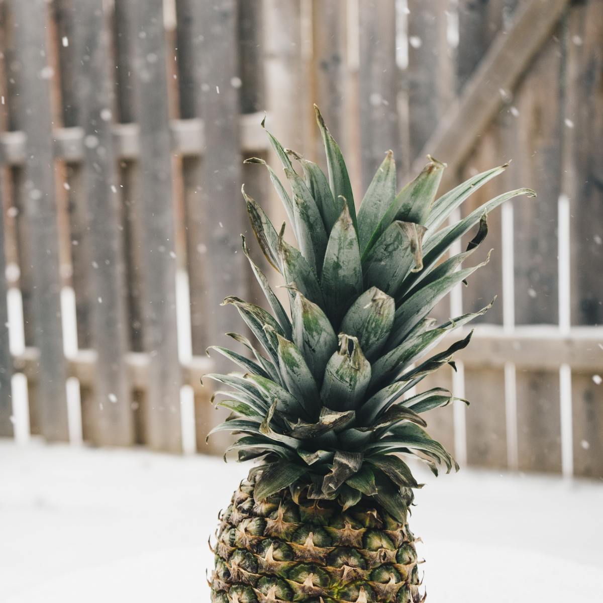 Photo by Pineapple Supply Co. on Unsplash