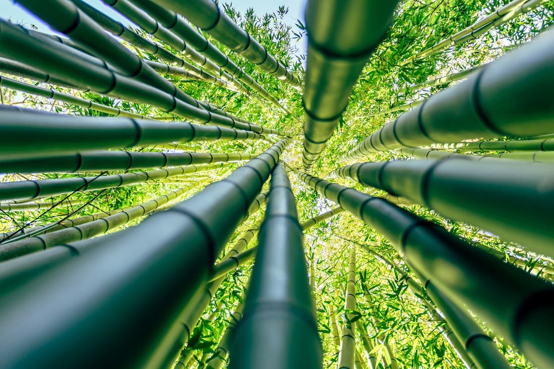 The image shows a low-angle shot looking up through a dense bamboo forest. The tall, cylindrical bamboo stalks are a muted green, and the leaves create a canopy of bright green foliage against a pale blue sky.