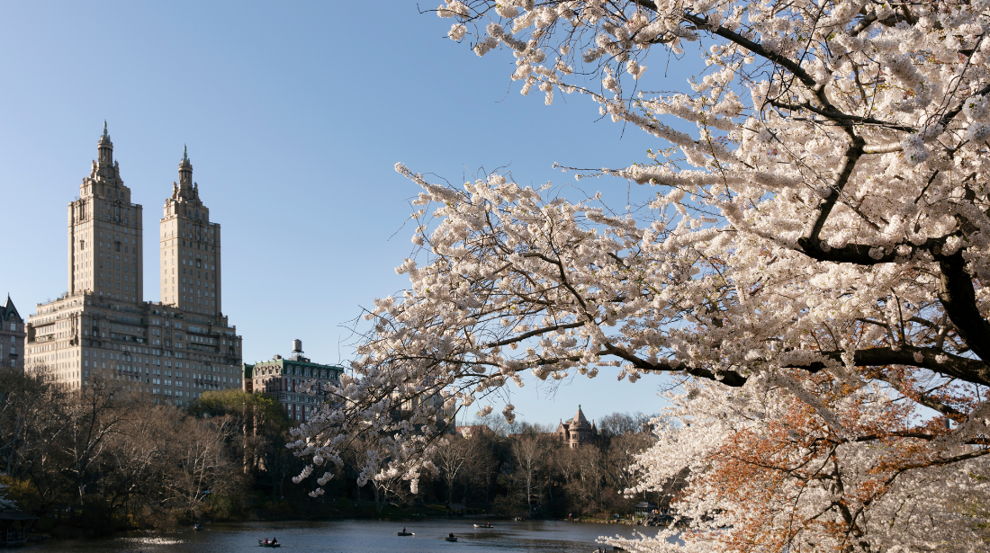 Cherry Blossoms - Central Park, NYC - Poochigian